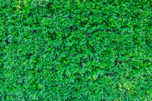 istock Green plant or Green leaves wall background. 911648572