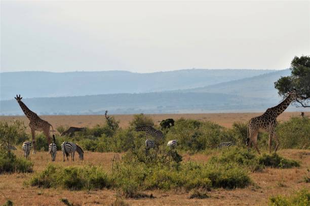 istock giraffe and zebra grazing together 911650234