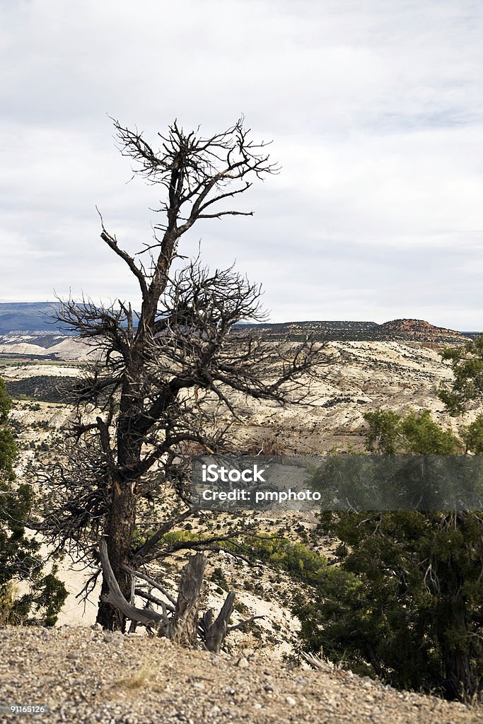 Dried out Pine tree  Bryce Canyon National Park Stock Photo