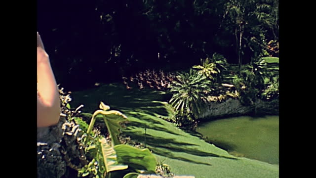 Miami 70s flamingos