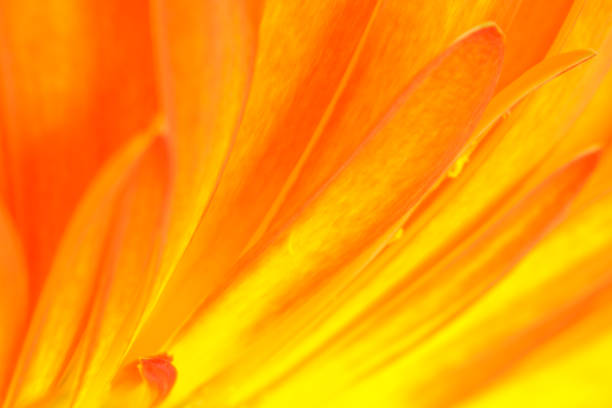 istock Multicolored gerbera abstract detail - abstraction of sun rays 911656236