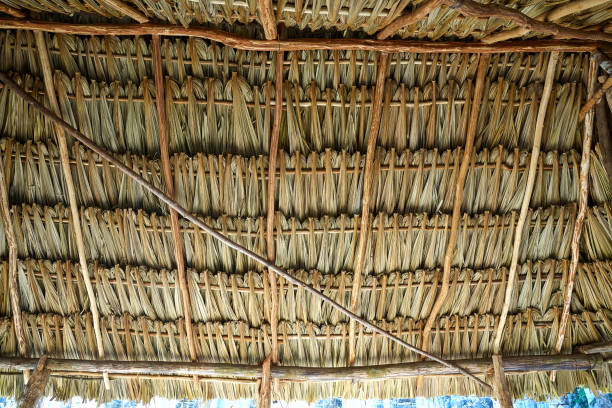 istock Mayan palapa ceiling roof with palm tree 911656882