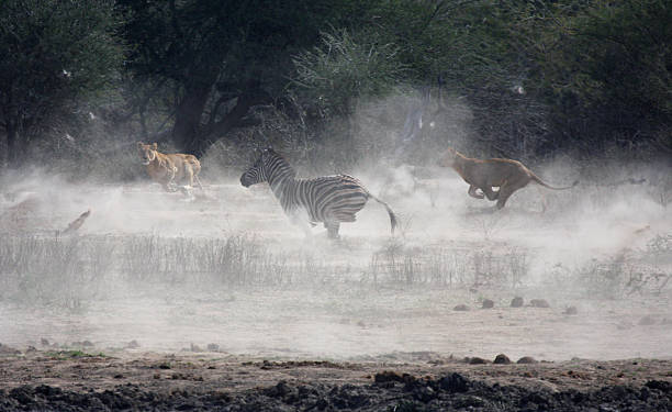 lionesses hunt zèbre de kruger park, afrique du sud - lion africa safari south africa photos et images de collection