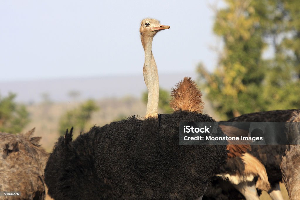 Ostrich  Africa Stock Photo