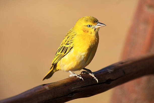 brimstone canary in kruger park, áfrica do sul - transvaal - fotografias e filmes do acervo