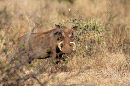 Common wild pig seen in Kruger National Park in South Africa