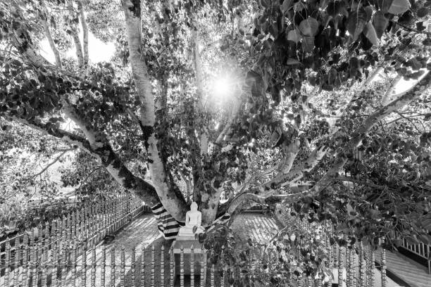 Buddha statue under a holy bodhi tree in Kandy, Sri Lanka (monochrome)