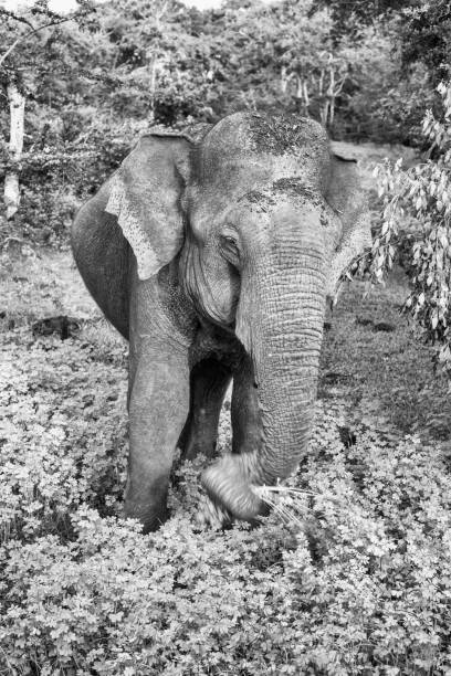 istock Wild elephant in Yala National Park, Sri Lanka (monochrome) 911665018