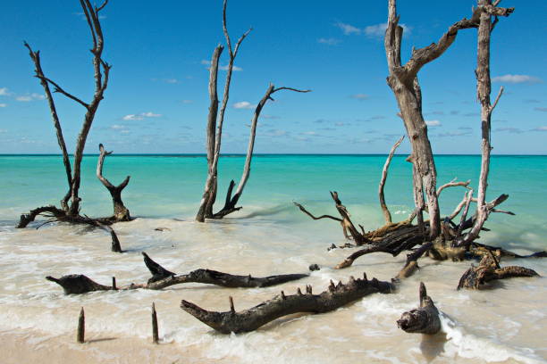 istock Driftwood on Cayo Jutia beach 911665462