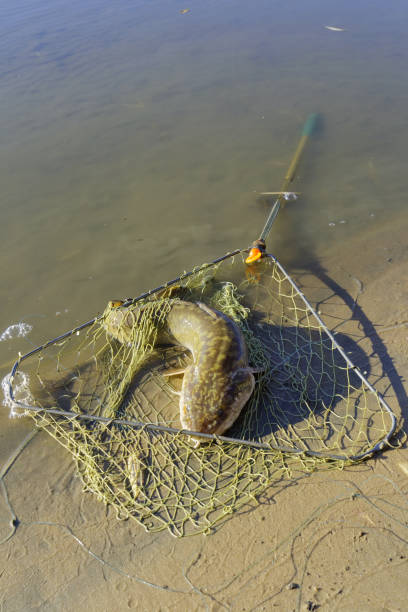 istock Caught burbot in the fishing nets 911666830
