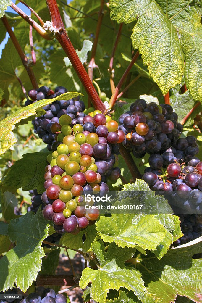 Uvas con champán - Foto de stock de Aire libre libre de derechos