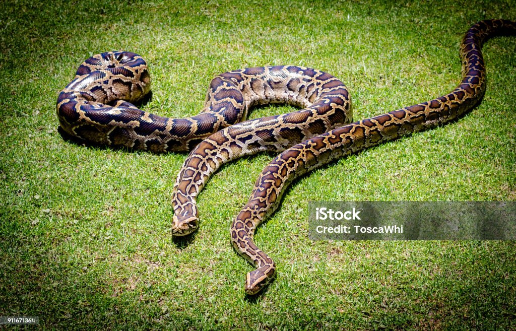 Burmese Python Background Two Pythons On Grass Stock Photo - Download ...