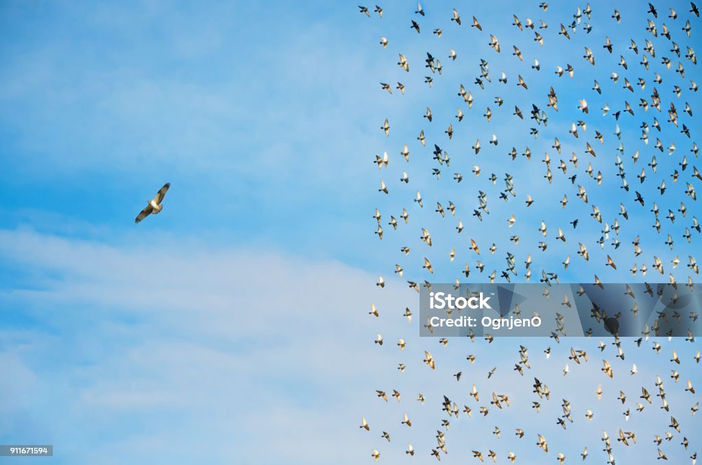 Individuality concept, birds in flight Individuality concept, birds in flight, Contemplation Stock Photo