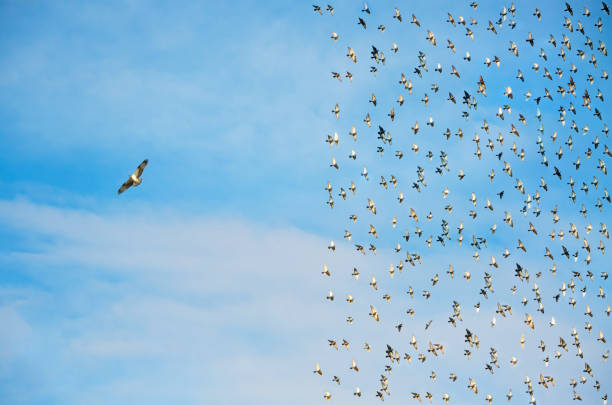 Individuality concept, birds in flight stock photo