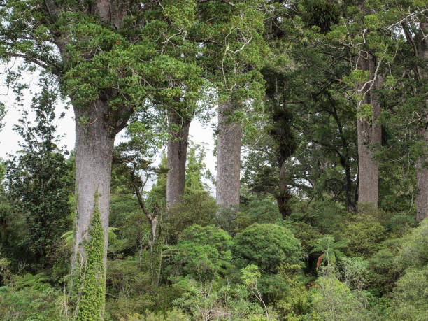 Kauri Trees on coromandel peninsula Kauri trees (Agathis australis), this is an Endimic Tree Species of New Zealand waipoua forest stock pictures, royalty-free photos & images