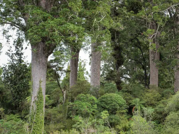 Kauri trees (Agathis australis), this is an Endimic Tree Species of New Zealand