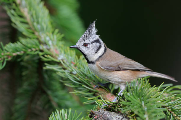 istock European crested tit (Lophophanes cristatus) 911674690