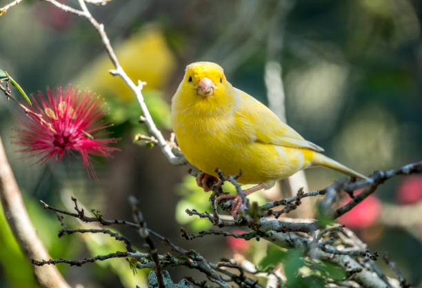 amarelo canário, crithagra flaviventris - passerine - fotografias e filmes do acervo