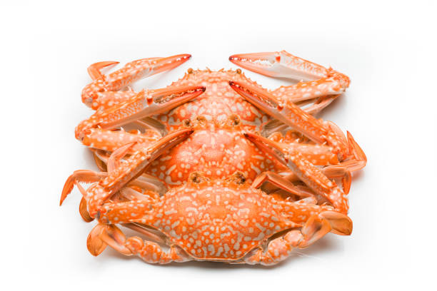 Live orchid crab on a white background