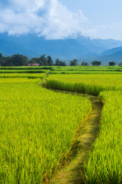 istock Rice Field way on green field background 911679082