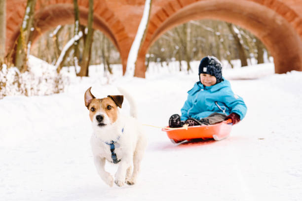 Boy ridding dog on sledge