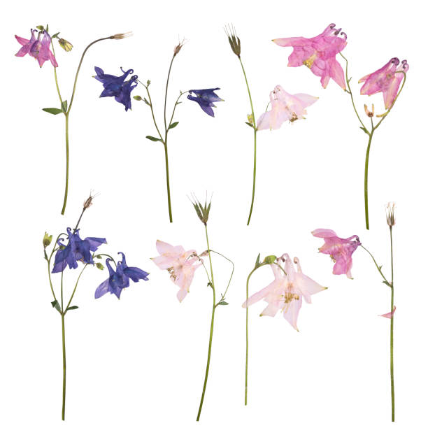 conjunto de secas e flores de uma cor de rosa, azul e roxa aquilegia vulgaris - campanula bluebell flower leaf - fotografias e filmes do acervo