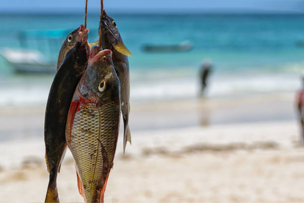 Three fresh salt water fishes hanging on a rope and presented as catch of the day in front of white sand beach and turquoise indian ocean.