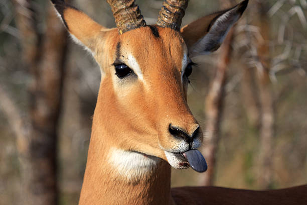 istock Impala sticks tongue out 91169035
