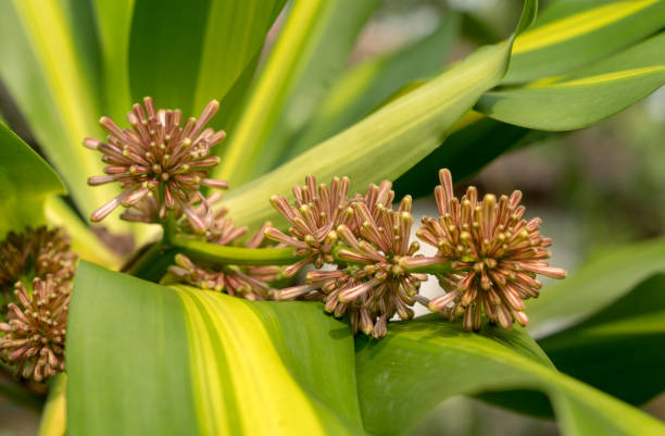 Fragant FLower(Dracaena fragrans) on green leaves