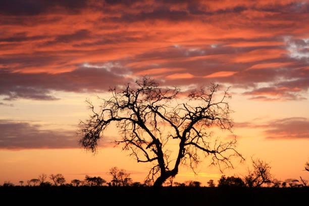 Moon rising over tree in South Africa