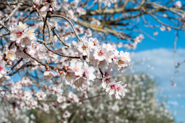 istock White almond flowers in spring 911690932