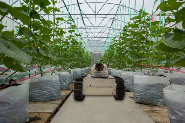istock smart robotic in agriculture futuristic concept, robot farmers (automation) must be programmed to work to spray chemical,fertilizer or increase efficiency, growing a seed, harvesting, reduce time 911693768