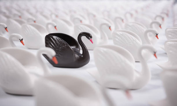 schwarzer schwan-event - black swan stock-fotos und bilder