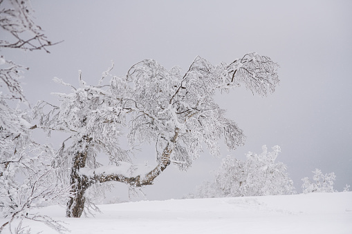 beautiful frozen tree in winter season snow stuck on branch and trunk