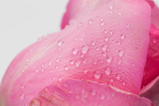 istock Close up water drop on pink rose 911698518