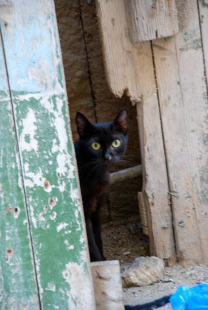 istock Lonely black cat looks 911699426