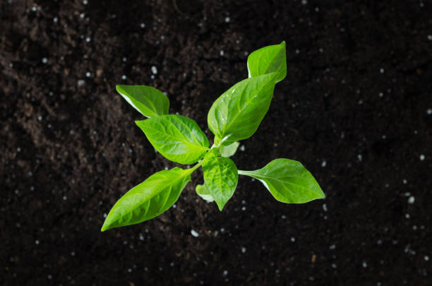 Paprika plant with ground. Early spring planting.