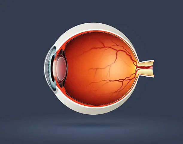 Photo of Human eye