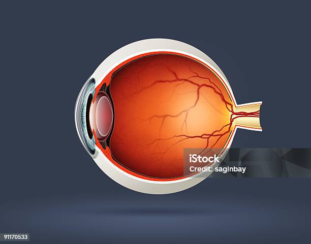 Глаз Человека — стоковые фотографии и другие картинки Анатомия - Анатомия, Глаз человека, Иллюстрация