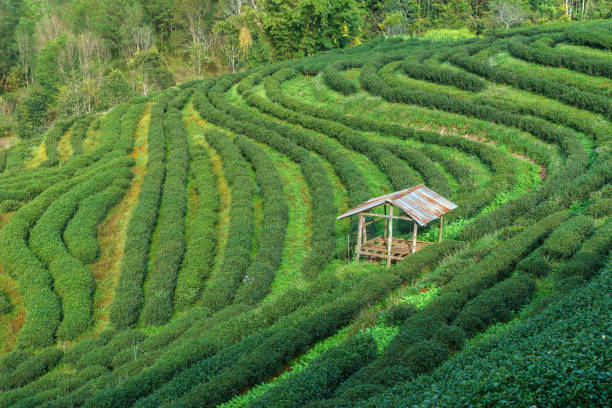 Hillside Tea in Thailand Followed by the mountains stock photo