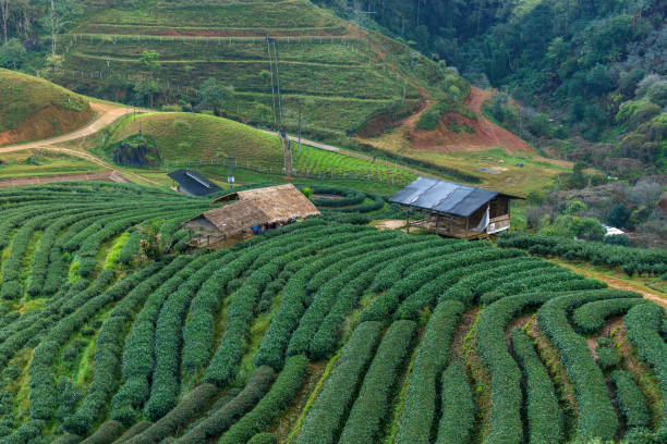 Hillside Tea in Thailand on morning stock photo