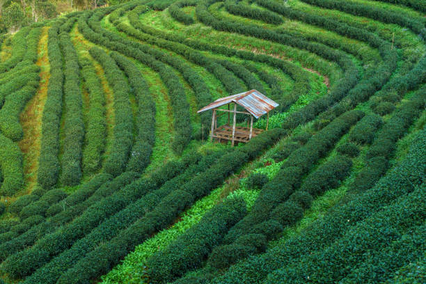 Cottage on Hillside Tea in Thailand stock photo