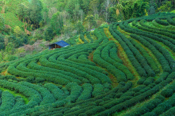 Hillside Tea in Thailand stock photo