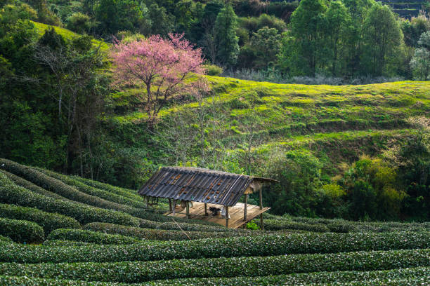 Ang-khang Hillside Tea in Thailand stock photo