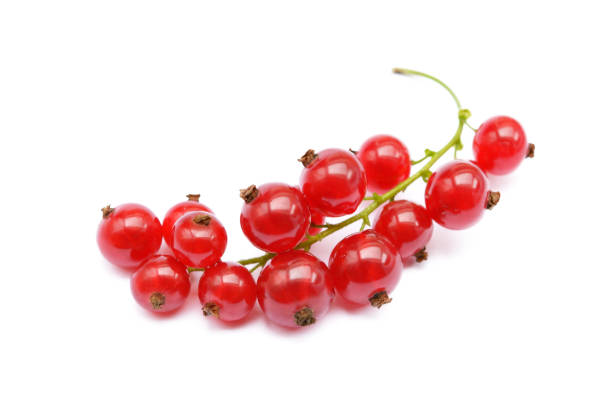 świeża czerwona porzeczka - currant red isolated fruit zdjęcia i obrazy z banku zdjęć