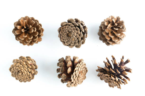 istock big set of cones various coniferous trees isolated on white 911708942