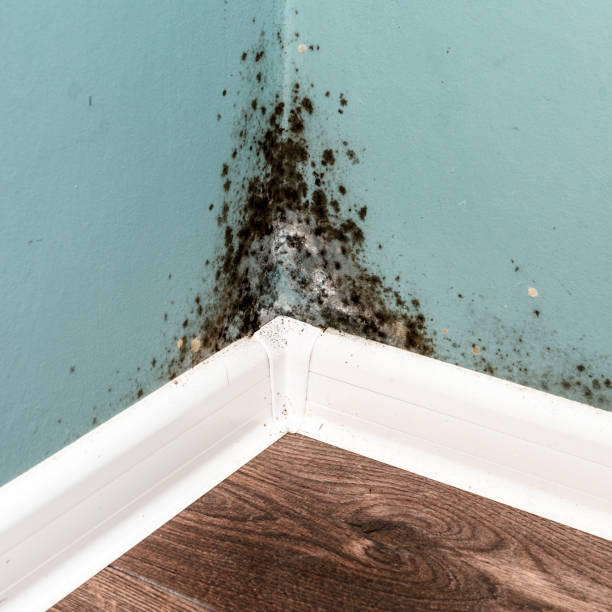 istock Black mould on wall closeup 911709476
