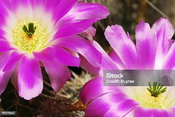 Photo libre de droit de Echinocereus Cactus Fleurs banque d'images et plus d'images libres de droit de Arbre en fleurs - Arbre en fleurs, Beauté de la nature, Botanique