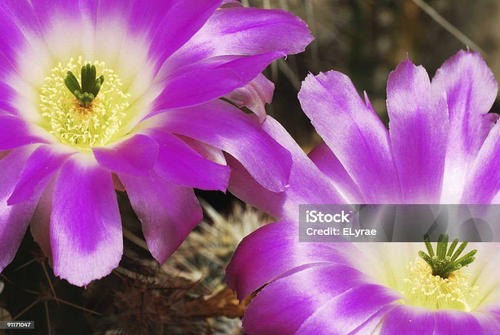 Цвет�ы Echinocereus с изображением кактусов - Стоковые фото Без людей роялти-фри