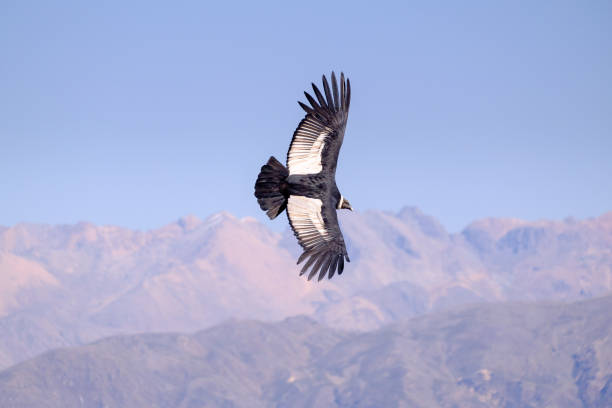 Condor flying Condor flying above Colca canyon in Peru condor stock pictures, royalty-free photos & images